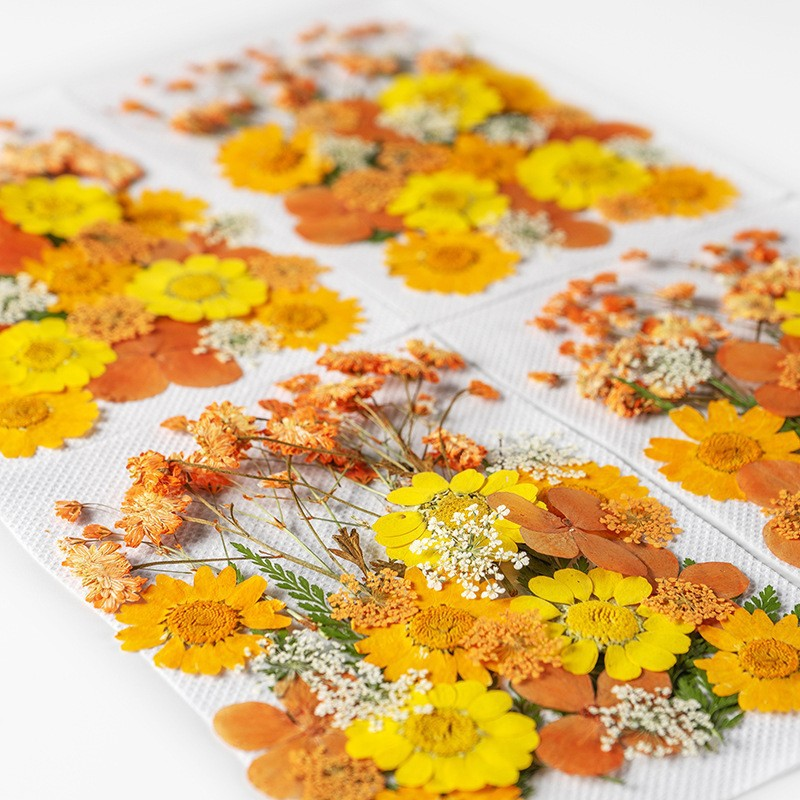 35Pcs10 Set of Dried Flowers a - Candle Making Set のレビューと価格